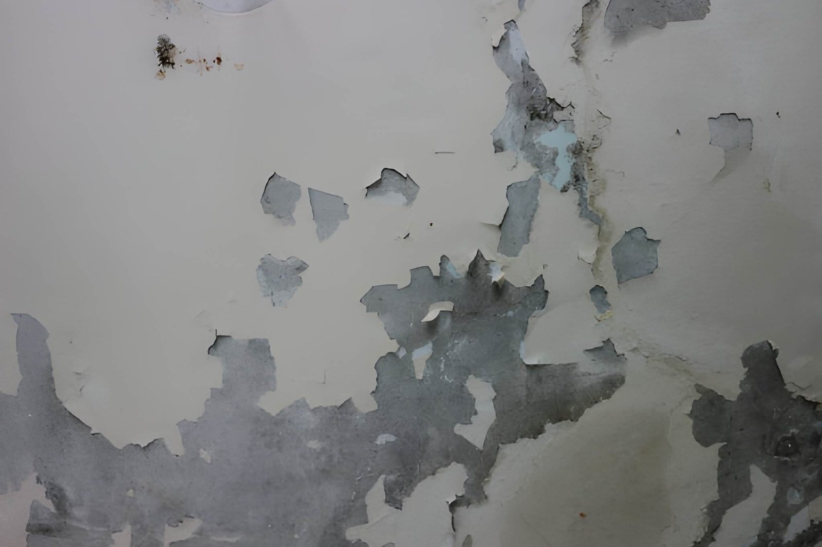 Basement mold remediation in Centereach