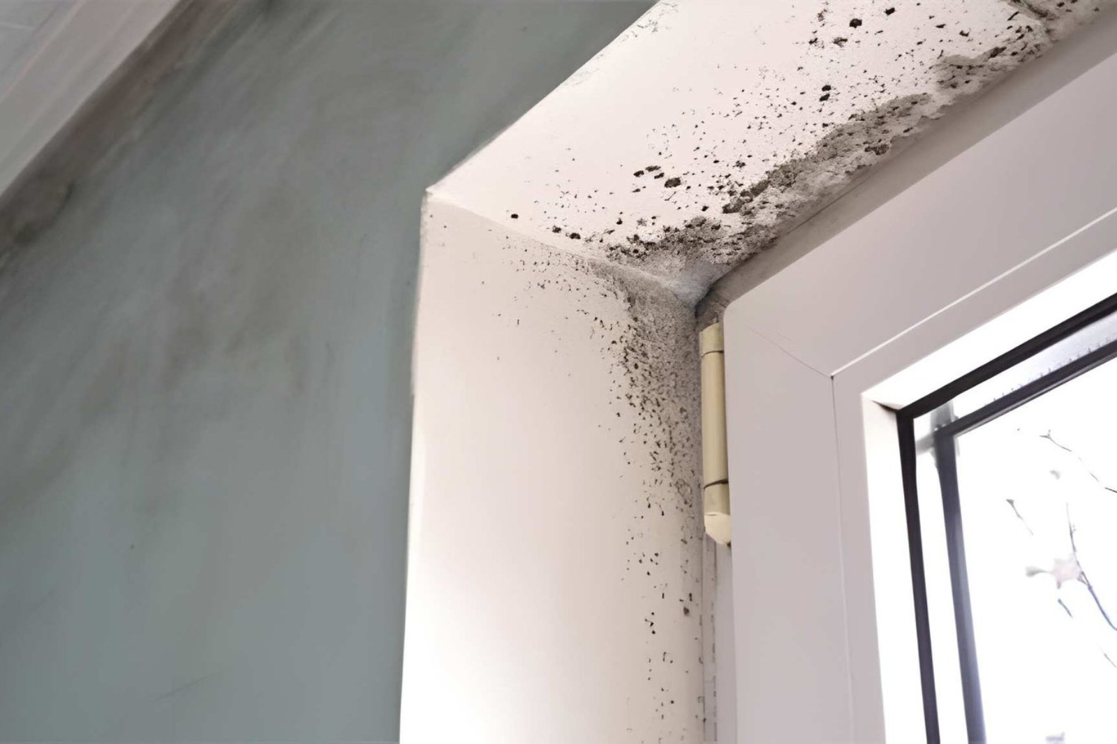 Mold removal services