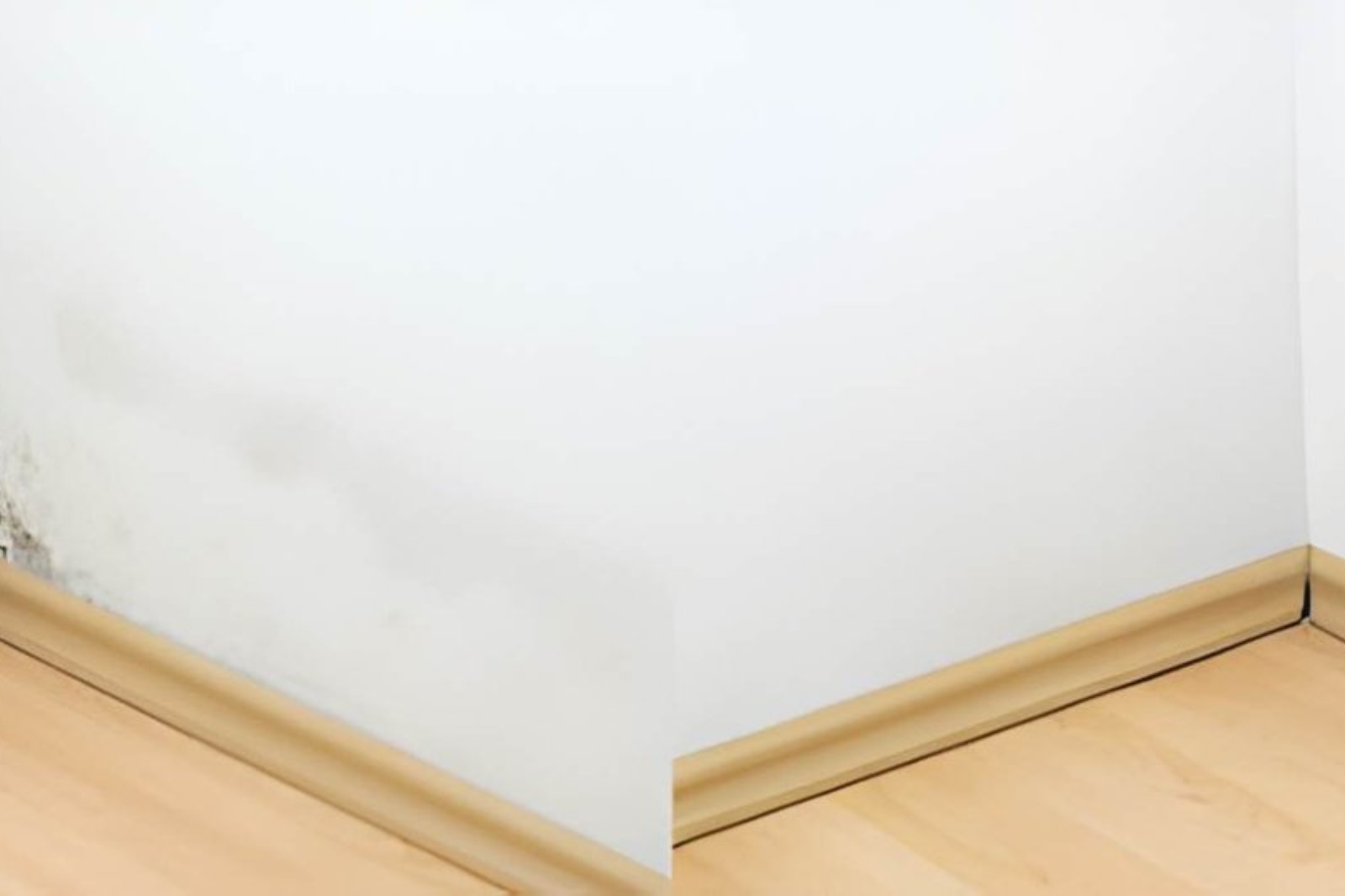 Chronic basement dampness mold removal in Sayville